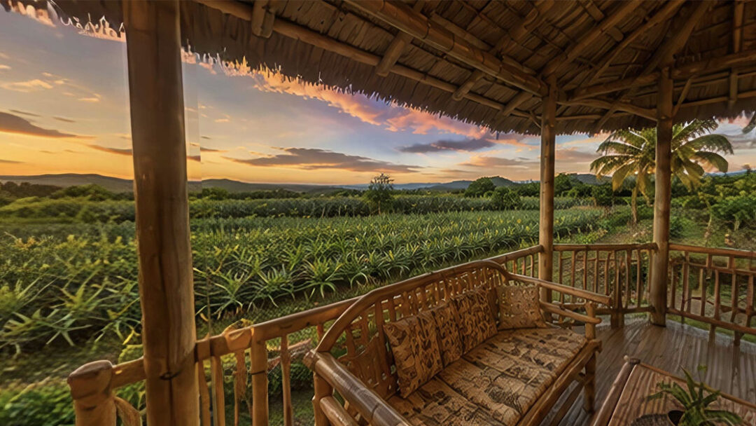 Big Farm in Quezon Province