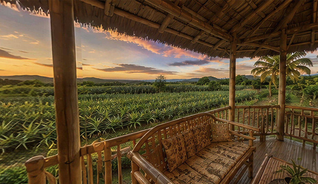 Big Farm in Quezon Province