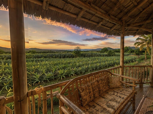 Big Farm in Quezon Province